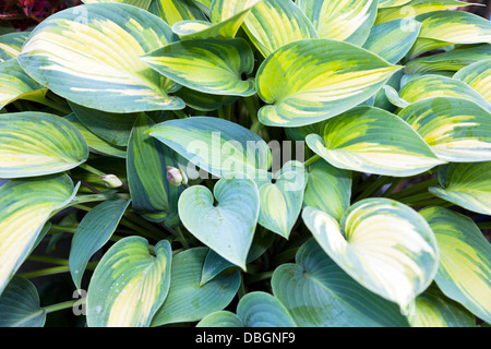 Plantes Fleurs jardin typiquement anglais fermer détail de feuilles panachées hosta plante Banque D'Images