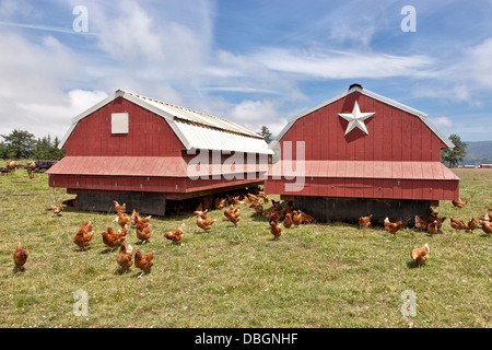 Boîtier portable, poulets biologiques de la gamme libre. Banque D'Images