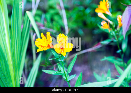 L'Alstroemeria communément appelée la lily péruvienne ou lis des Incas, est un genre de plantes à fleurs famille Alstroemeriaceae Banque D'Images