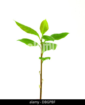 Petit laurier isolated on white Banque D'Images