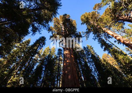 Sequoiadendron giganteum, Sequoia géant bois rouge des troncs d'atteindre le haut comme danseurs pour le ciel bleu Banque D'Images