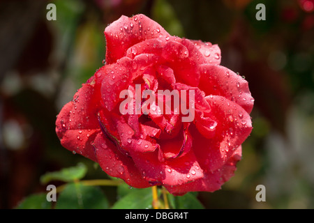 Rose rouge jardin couvert de gouttelettes d'eau, gros plan Banque D'Images