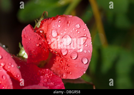 Rose rouge jardin couvert de gouttelettes d'eau, gros plan Banque D'Images