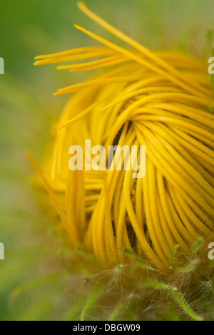 Inula Hookeri Banque D'Images