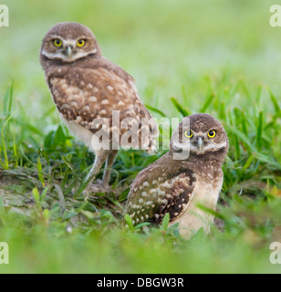 Chevêche des terriers (Athene cunicularia) deux jeunes à l'extérieur de burrow, Cape Coral, Florida, USA. Banque D'Images