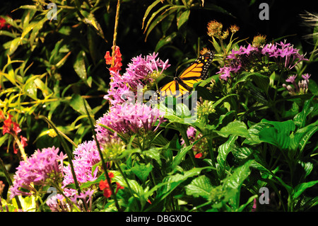 Un papillon monarque dans le jardin de papillons de la Science Museum of Western Virginia, Roanoke Banque D'Images