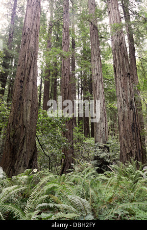 Coast Redwoods, Sequoia sempervirens, Muir Woods, dans le nord de la CA Banque D'Images