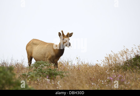 Le wapiti de Tule, Cervis canadensis nannodes Tomales, Point, Point Reyes National Seashore Banque D'Images