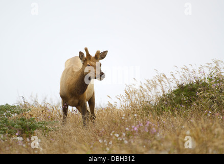 Le wapiti de Tule, Cervis canadensis nannodes Tomales, Point, Point Reyes National Seashore Banque D'Images