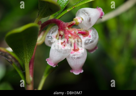 Fleurs de busserole Banque D'Images