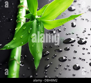 Bambou Fresh Banque D'Images