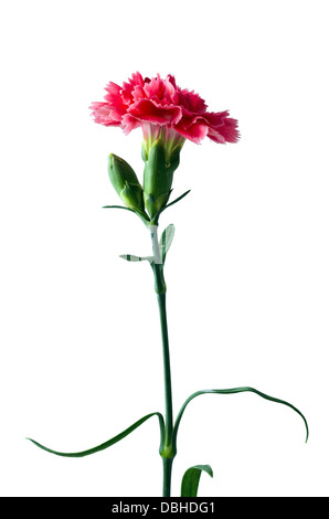 Red Carnation flower isolated with clipping path on white Banque D'Images