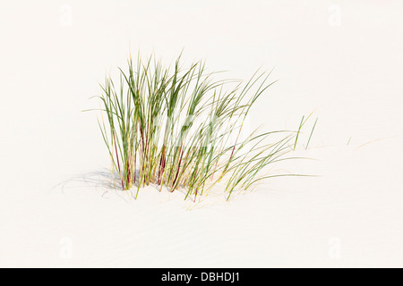 Quelques brins d'herbe poussant sur une dune de sable à la mer du Nord en Norderney, Allemagne. Banque D'Images