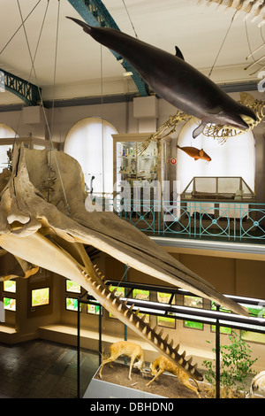 France, Nord, la Flandre française, Lille, musée d'Histoire Naturelle et de la géologie, de l'intérieur avec squelette de baleine. Banque D'Images