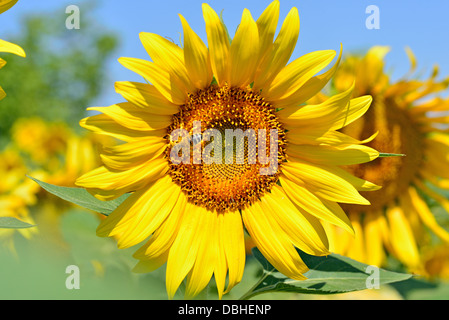 Placé sur le tournesol abeille Banque D'Images