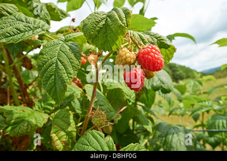 Les framboises rouges frais mûrs à une ferme de fruits en été. Banque D'Images