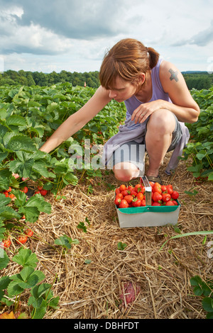 Une femme mûre cueillette fraises rouge à une ferme de fruits en été. Banque D'Images