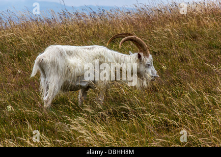 Markhor Capra chèvre gallois on hillside Banque D'Images