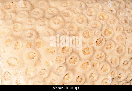 Squelette de corail champignon Banque D'Images