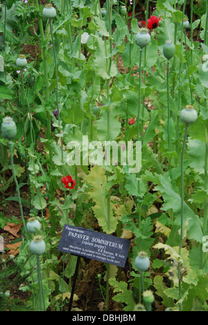 Papaveraceae Papaver somniferum, dans l'Université d'Oxford Botanic Garden près de Magdalen College Oxford UK Banque D'Images