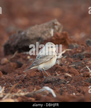 Traquet motteux Oenanthe isabellina Isabelline forme grisâtre mandria Chypre Banque D'Images