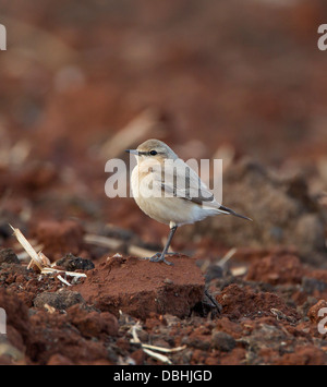 Traquet motteux Oenanthe isabellina Isabelline forme grisâtre mandria Chypre Banque D'Images