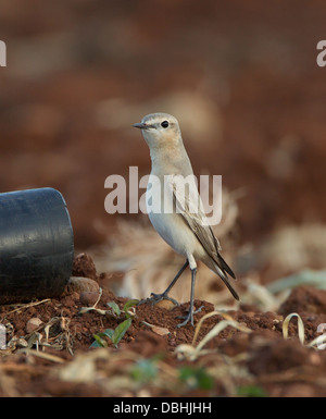 Traquet motteux Oenanthe isabellina Isabelline forme grisâtre mandria Chypre Banque D'Images