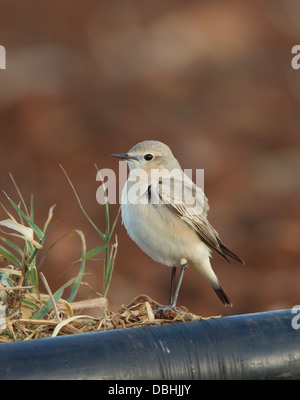 Traquet motteux Oenanthe isabellina Isabelline forme grisâtre mandria Chypre Banque D'Images