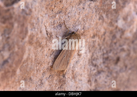 Quot Mythimna pallens commun papillon adulte au repos sur un mur de pierre Banque D'Images