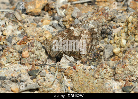 L'ombre camouflée (papillon) sur un semele Clotilde Anglais heath Banque D'Images