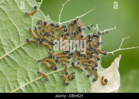 Buff-tip de chenilles (Phalera bucephala) sur une feuille d'Hazel Banque D'Images