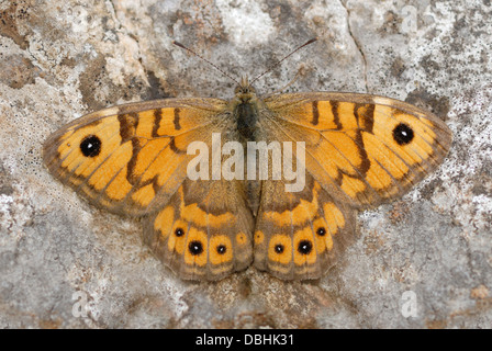 Wall Brown Butterfly (Lasiommata megera) sur la péninsule de Gower Banque D'Images