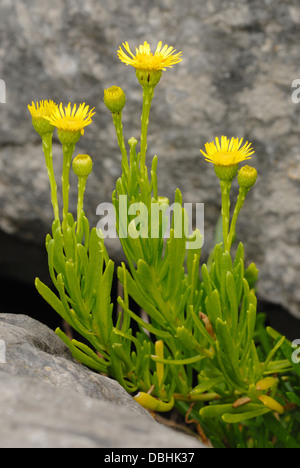 Golden Samphire (Limbarda crithmoides) sur la péninsule de Gower Banque D'Images