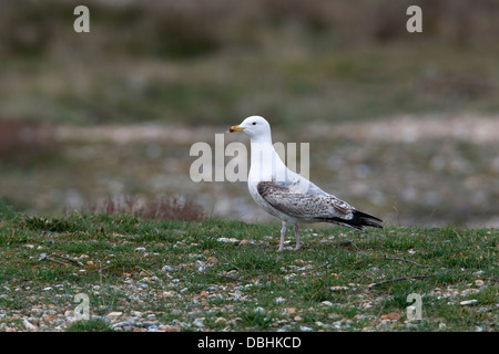 Goéland argenté Larus argentatus 2e plumagestanding immatures d'été à shingle Banque D'Images