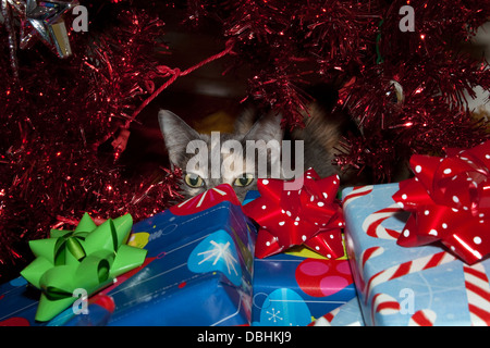 Chat calico diffus peeking sur les cadeaux de Noël sous l'arbre de Noël. Banque D'Images