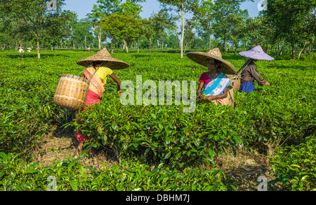 Thé feuille exploitants portant des vêtements traditionnels, des chapeaux en bambou et des paniers en osier au travail dans une plantation à Jorhat, Assam, Inde. Banque D'Images