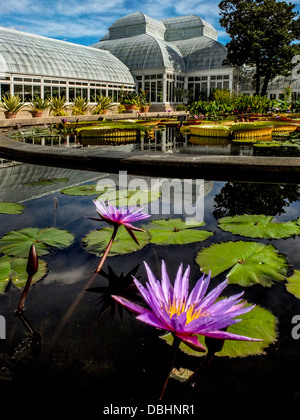 Un nénuphar Nymphaea tropicaux Islamorada fleurit dans la Haupt Conservatory pond New York Botanical Gardens dans le Bronx Banque D'Images