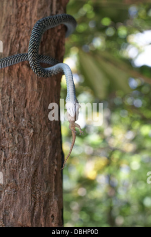 La chasse au serpent de geckos. Banque D'Images