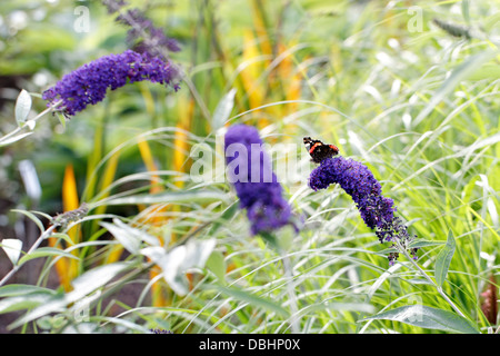 Papillon de l'amiral rouge sur une tête de fleurs de bouddleia Banque D'Images