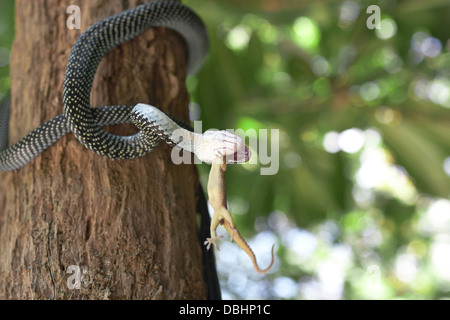 La chasse au serpent de geckos. Banque D'Images