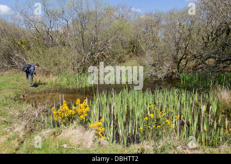 Breney commun ; Cornwall Wildlife Trust Réserver ; UK Banque D'Images