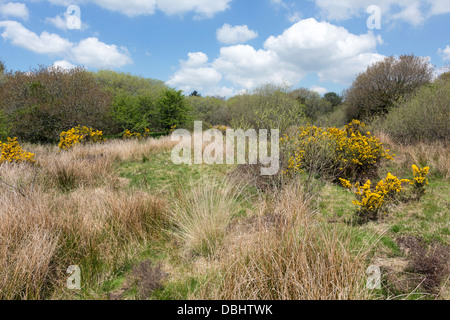 Breney commun ; Cornwall Wildlife Trust Réserver ; UK Banque D'Images