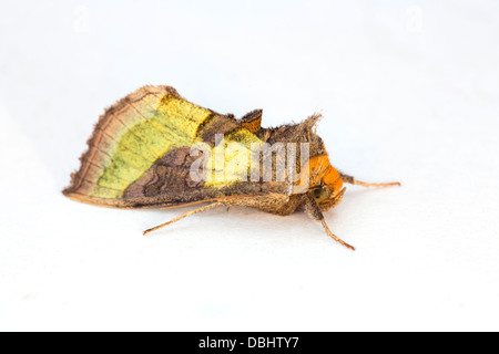 Laiton bruni spongieuse ; Diachrysia chrystis ; Formulaire Juncta ; Juillet ; UK Banque D'Images