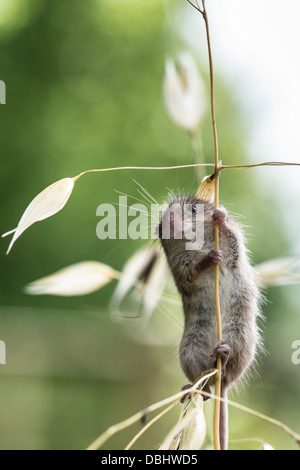 Harvest Mouse Micromys minutas assis sur la tige de maïs Banque D'Images