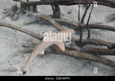 Pointe-Noire requin de récif dans la mangrove. Banque D'Images