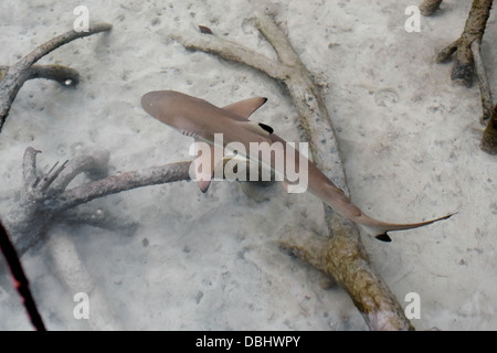 Pointe-Noire requin de récif dans la mangrove. Banque D'Images