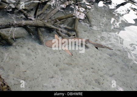 Pointe-Noire requin de récif dans la mangrove. Banque D'Images