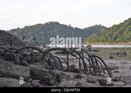 Forêt de mangrove sur Ko Surin island. La Thaïlande. Banque D'Images