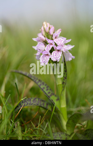 Heath Spotted Orchid ; Dactylorhiza maculata Shetland ; Royaume-Uni ; Banque D'Images