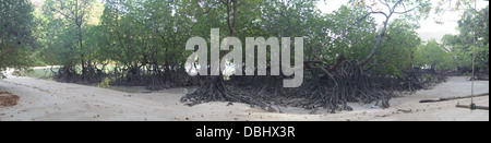 Forêt de mangrove sur Ko Surin island. La Thaïlande. Banque D'Images